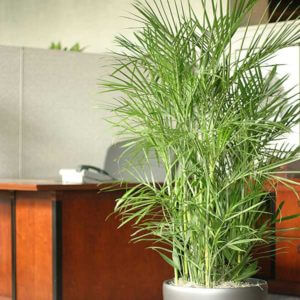 Bamboo-Palm