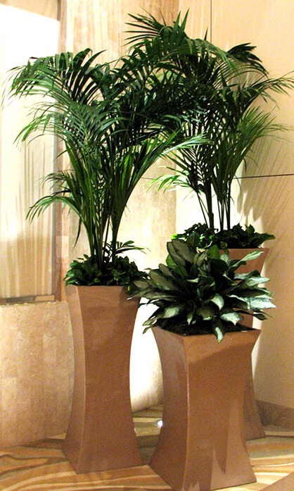 Hospitality standards for live plants