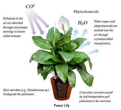 How can plants improve air quality?