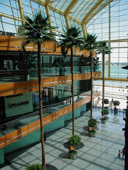 Planterra originally installed the preserved Washingtonia Palm Trees at Wintergarden atrium for the General Motors World Headquarters in Detroit.