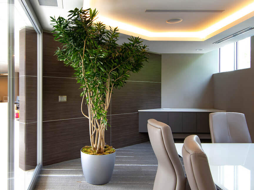 Planterra Office Plant Rentals and Service for Workplace Plants