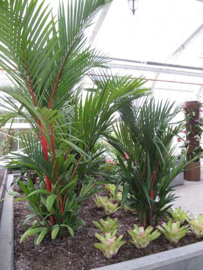 How to Source Unique Tropical Plants - Planterra