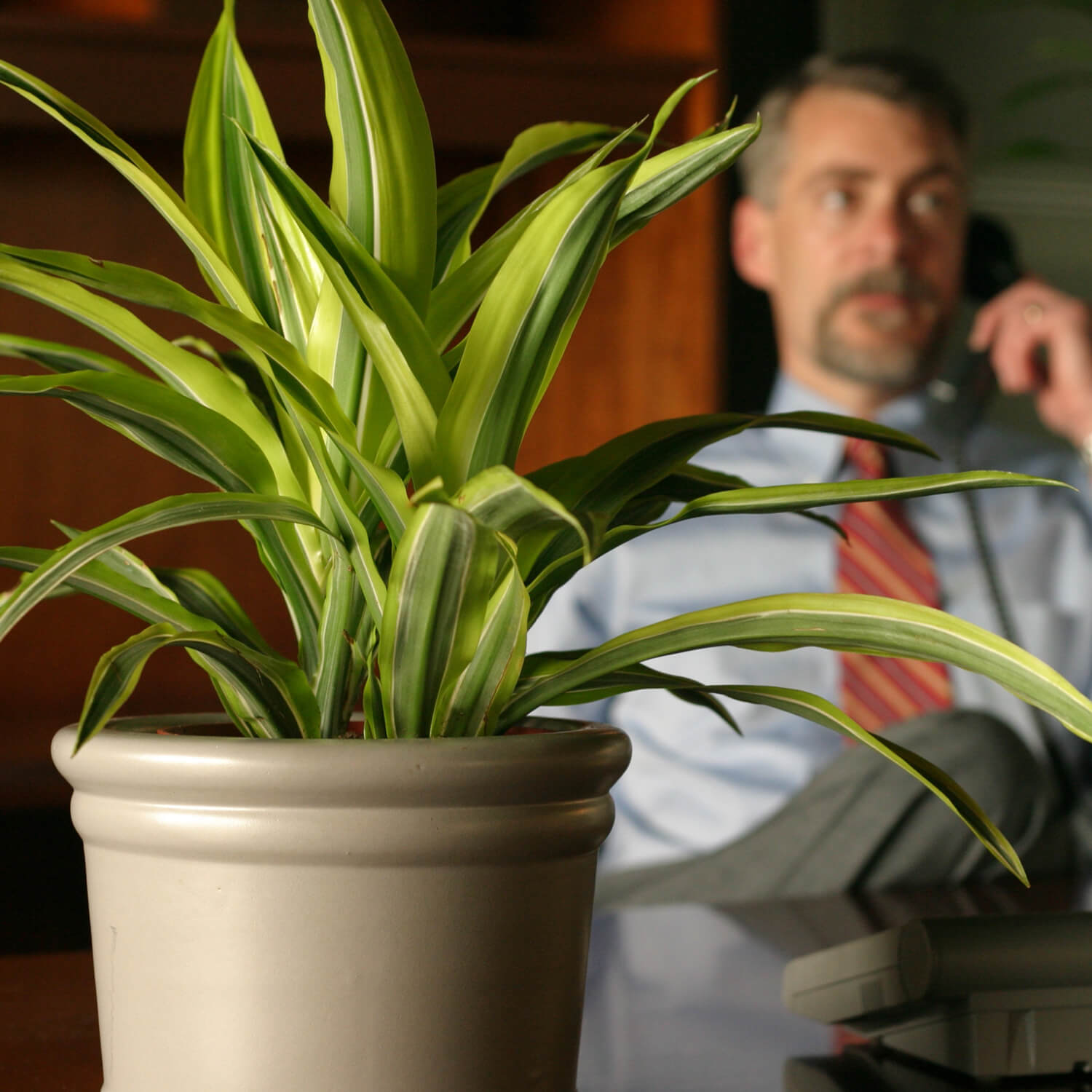 10 Reasons Why You Need Plants in Your Office