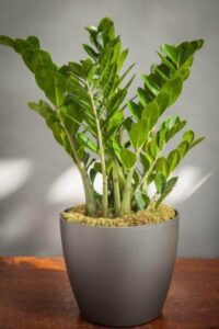 A low maintenance ZZ plant in an office setting.
