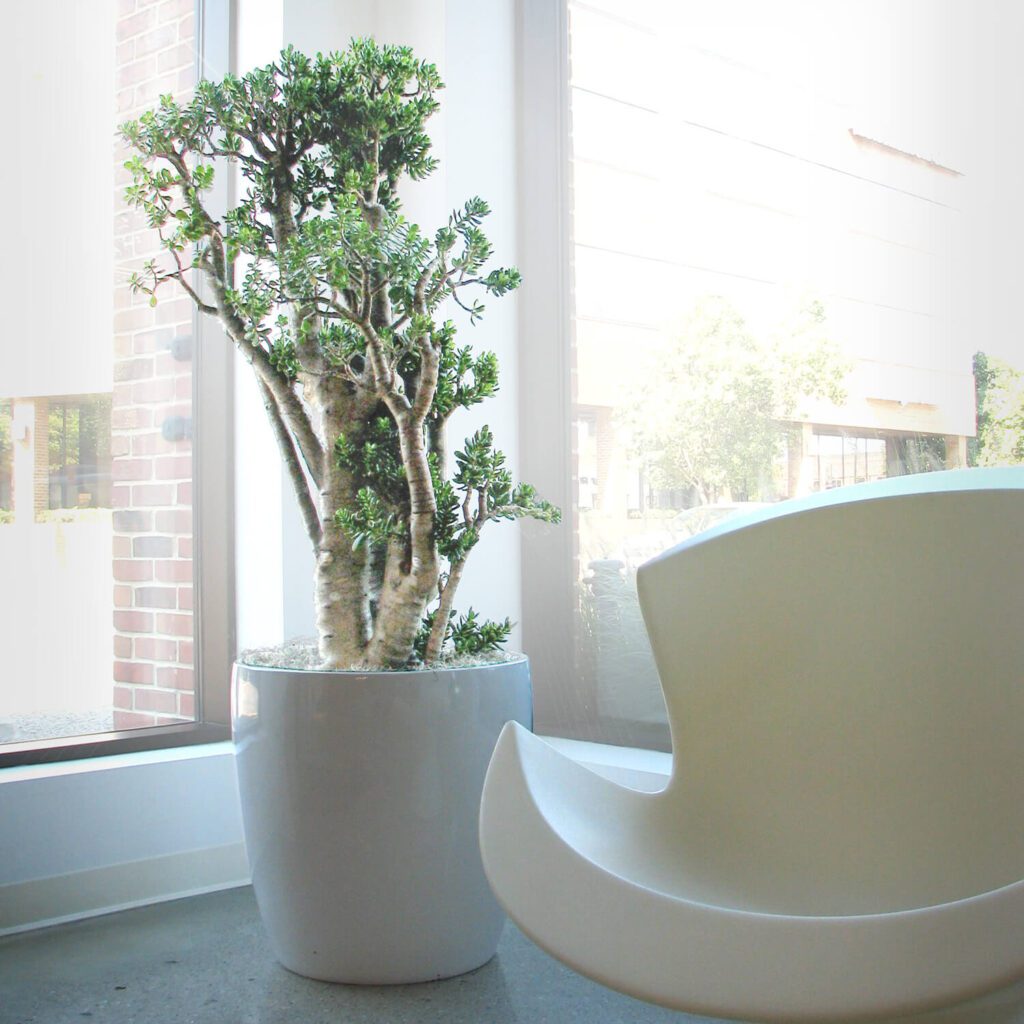 Indoor plant placed near a window in a feng shui inspired space.