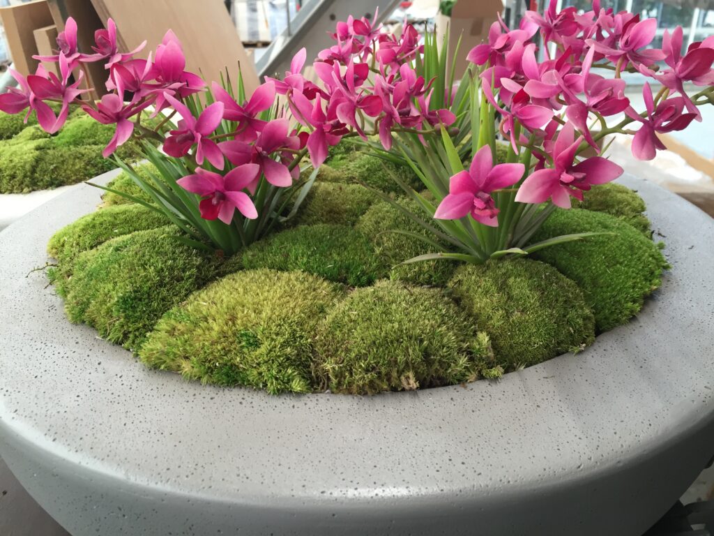 An interior plant with bun moss top dressing.