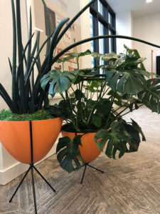 What is the Best Topdressing for Interior Plants? - Planterra