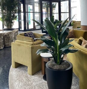 Top dressing in a lobby plant.