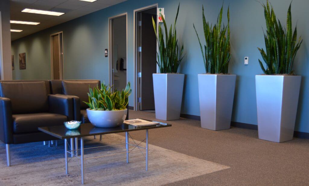 The Best Plants for Offices with Florescent Lighting - Planterra