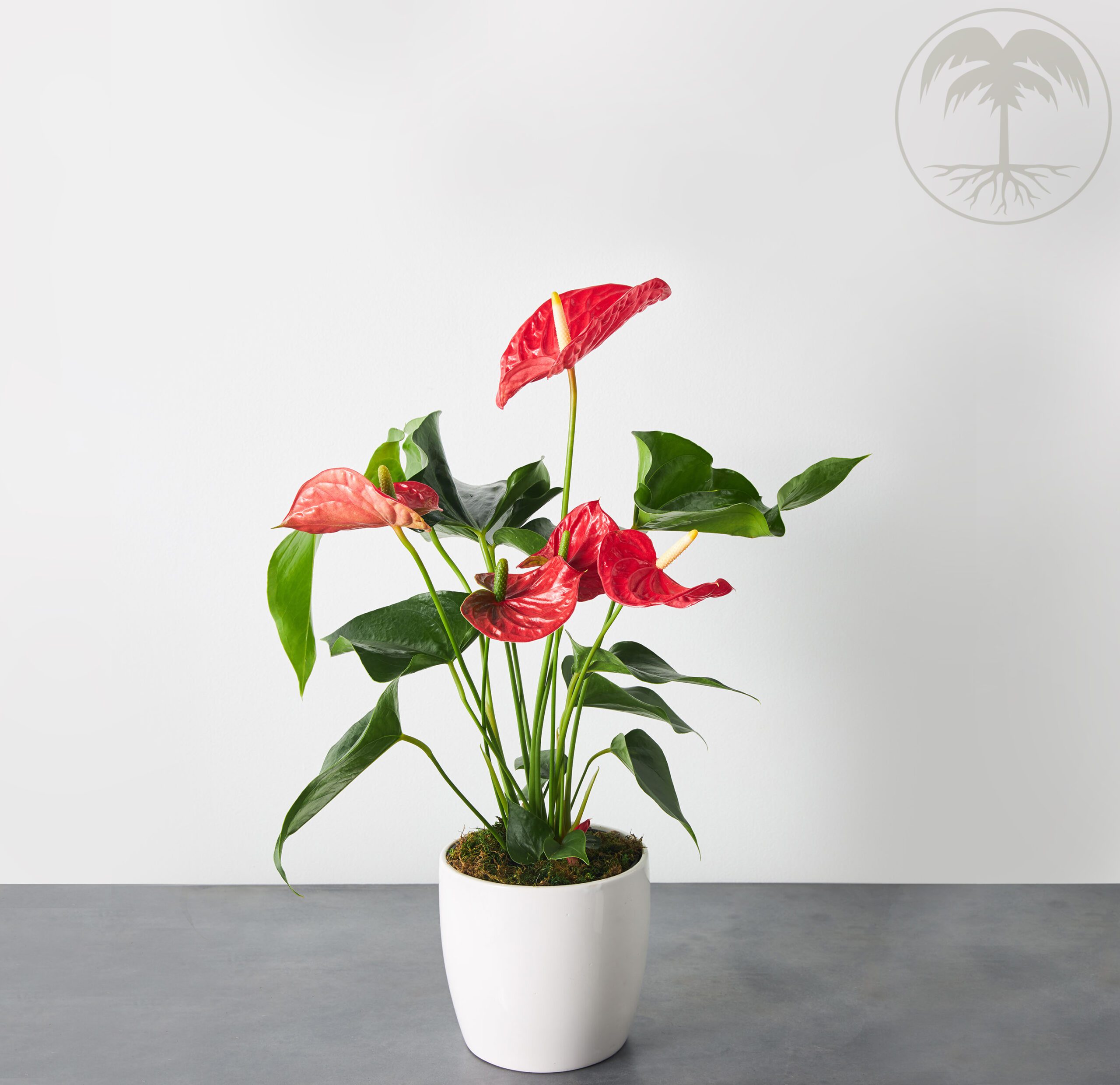 anthurium