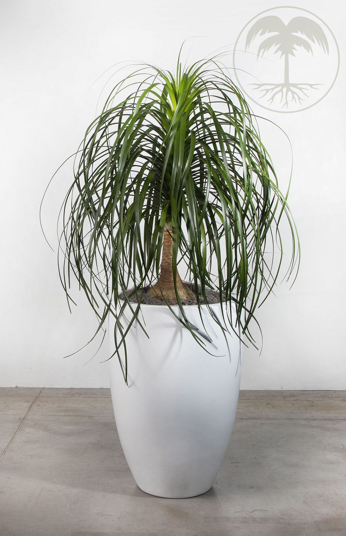 ponytail palm
