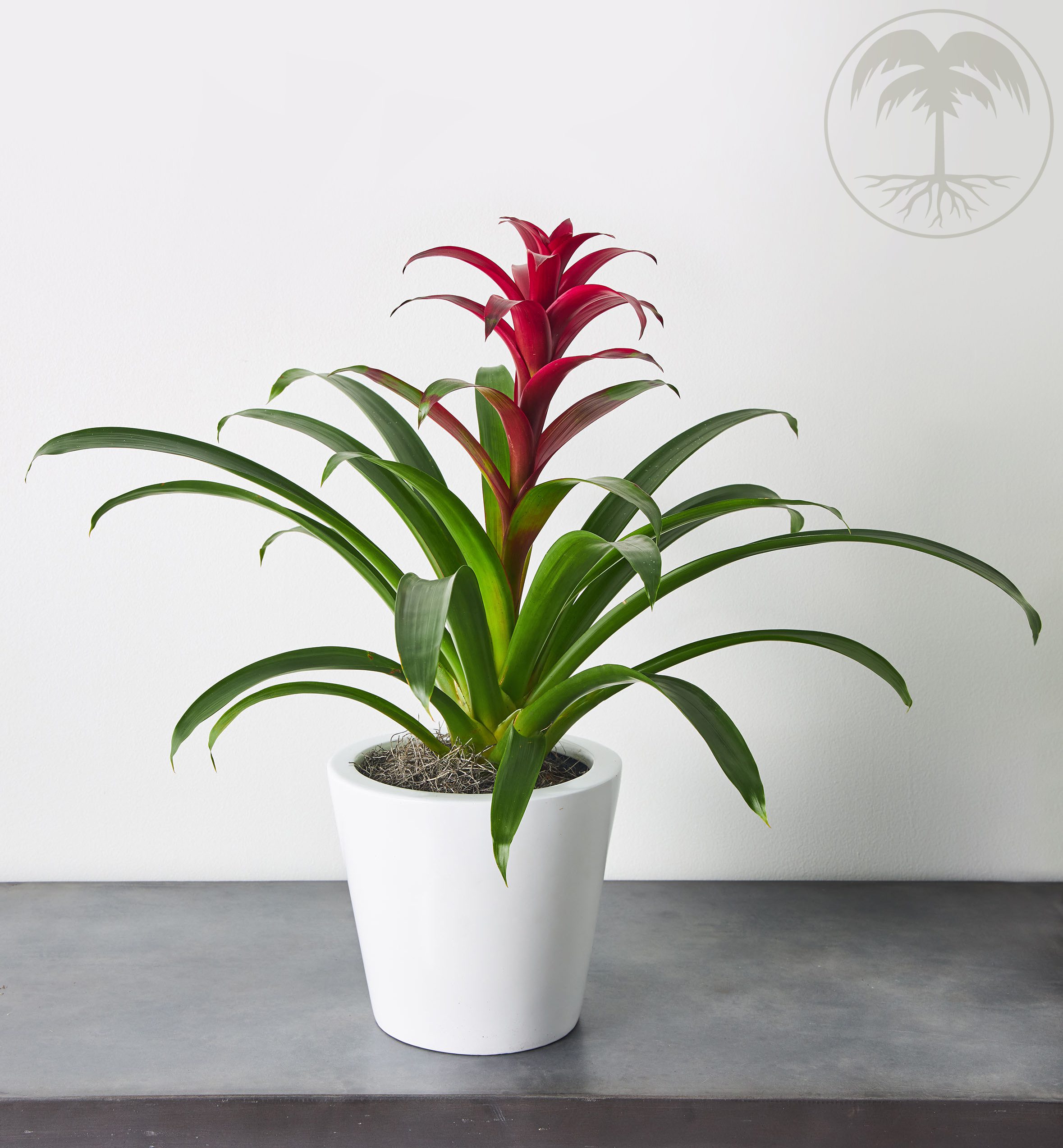 bromeliad