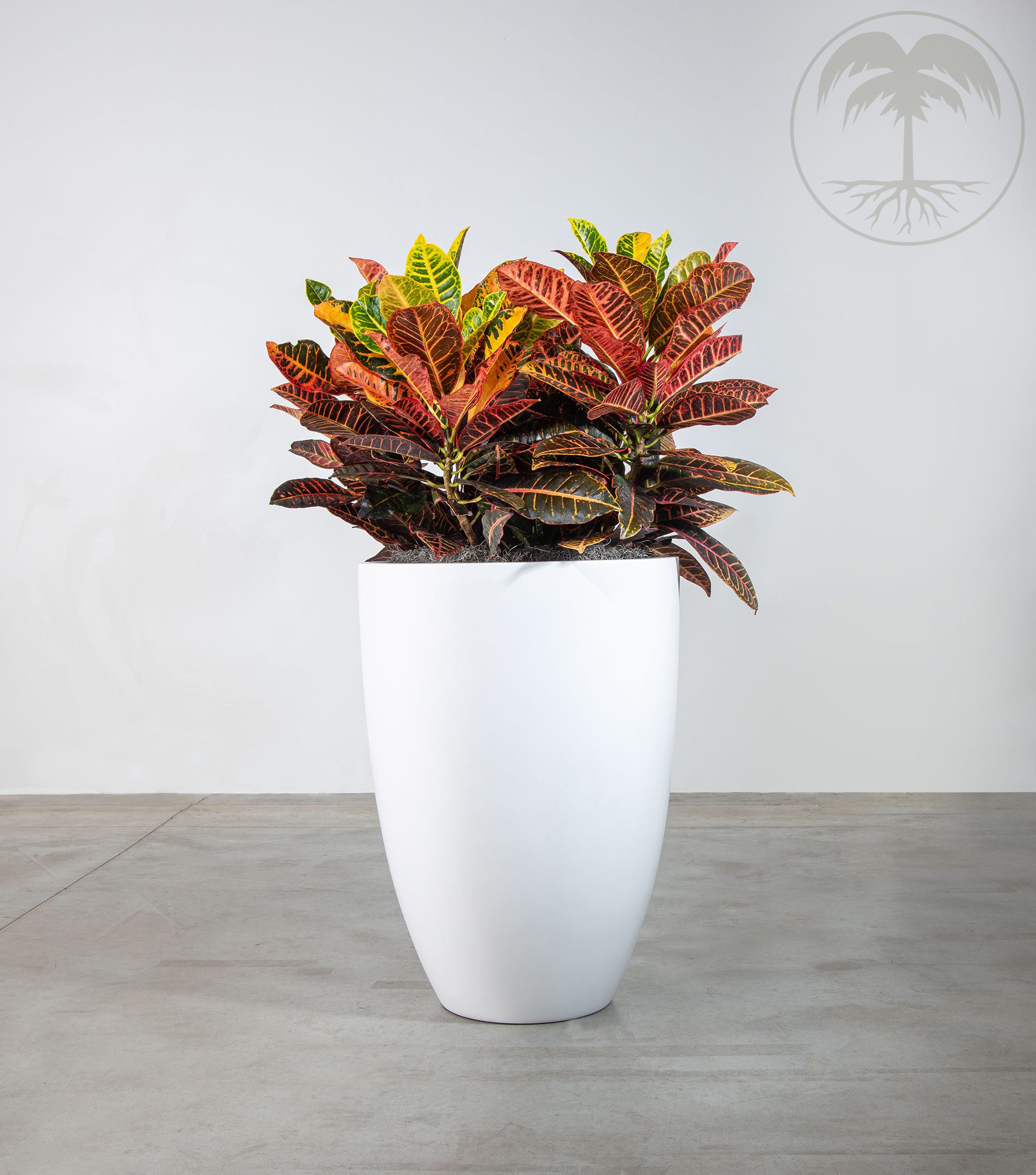croton