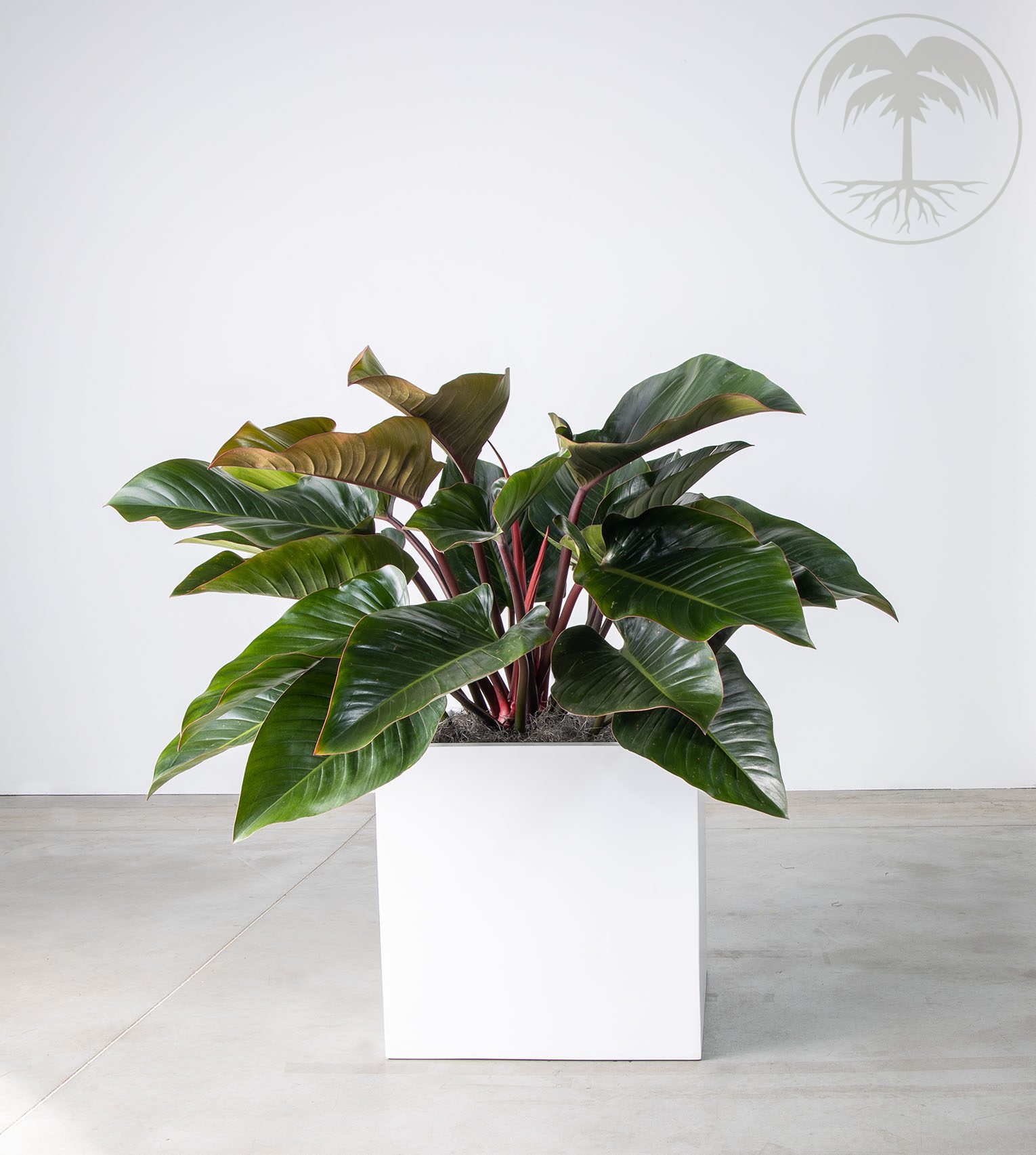 phioldendron