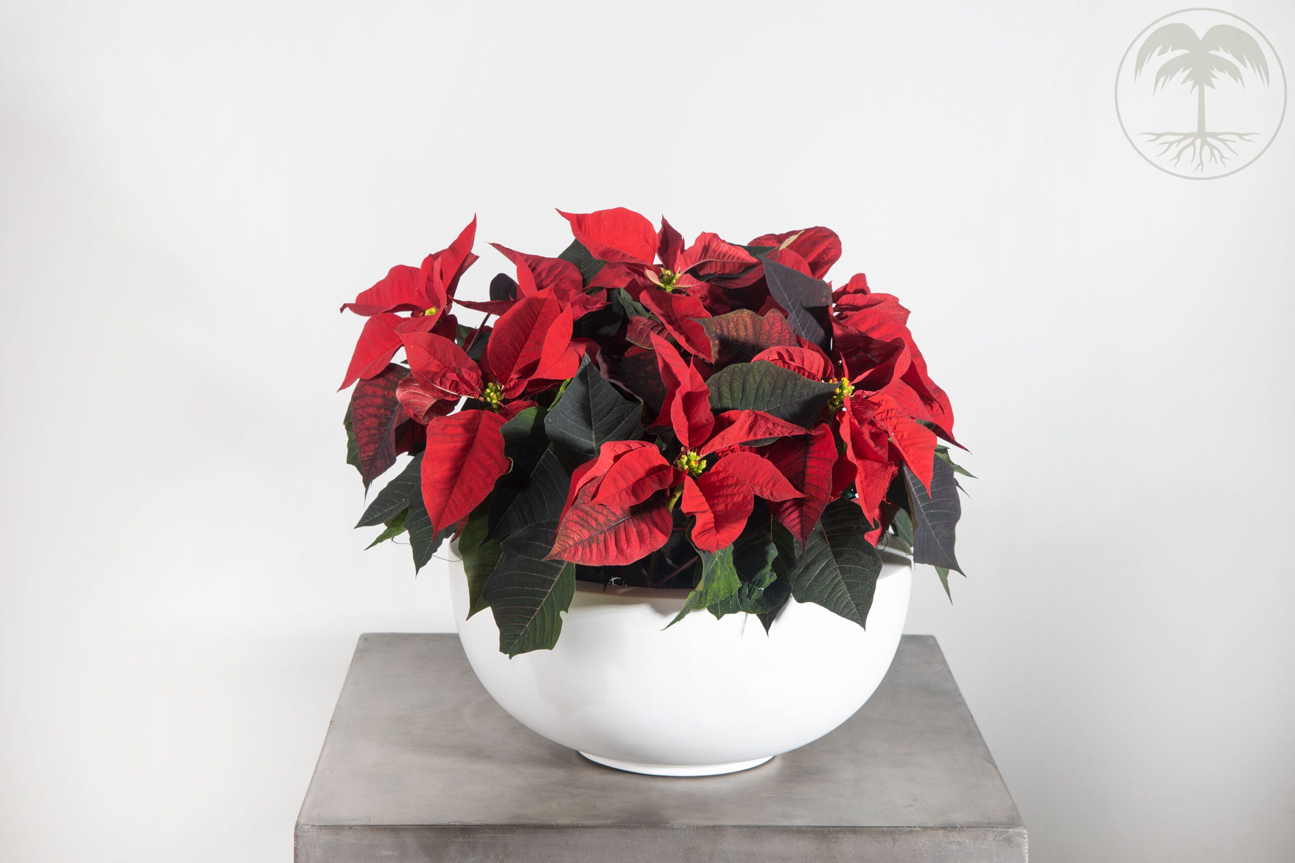 poinsettia