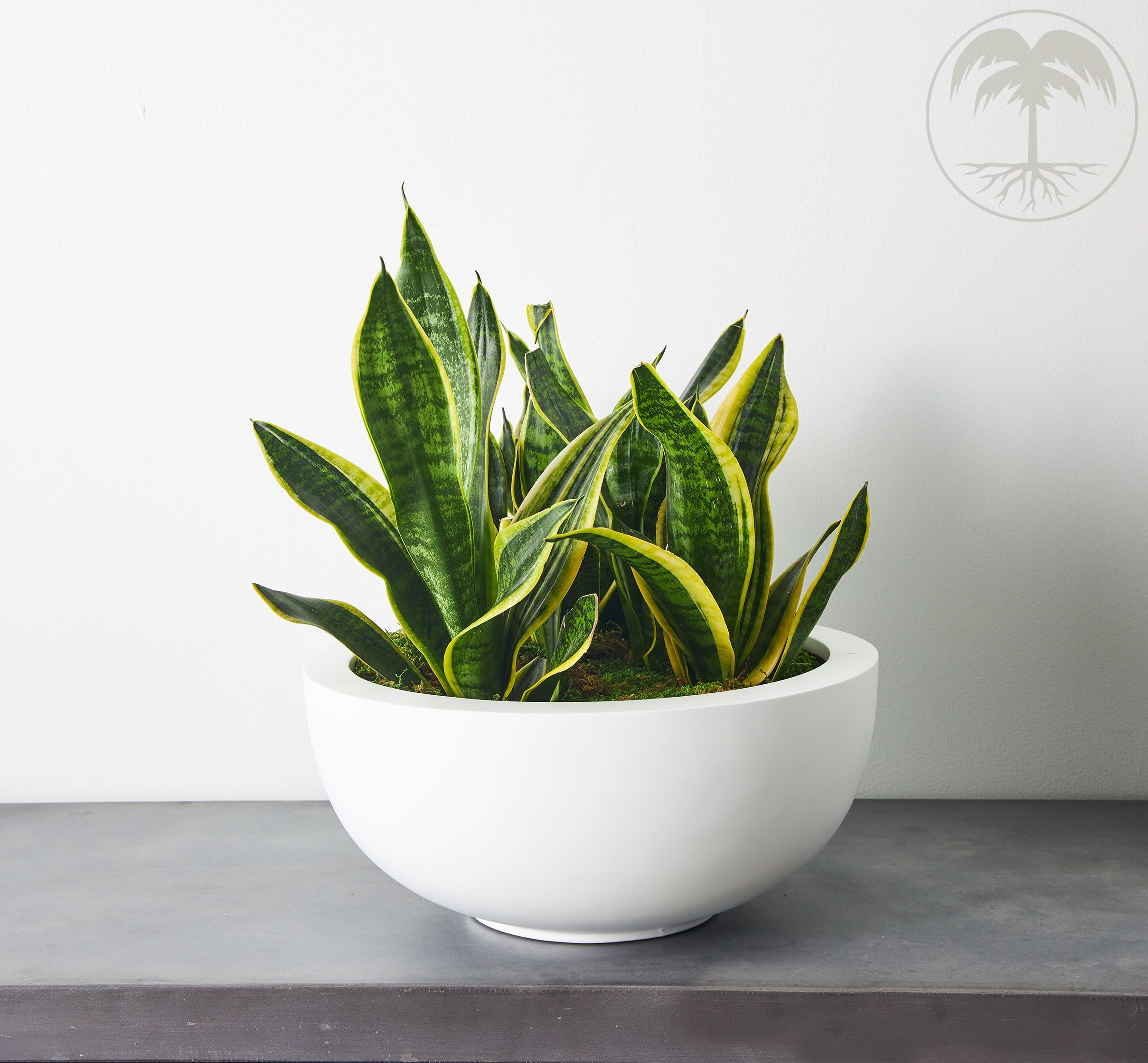sansevieria