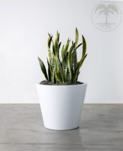 Sansevieria snake plant with tall upright green leaves in a white pot.