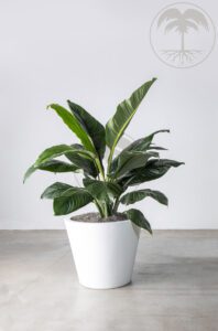 Peace lily houseplant with broad green leaves in a white pot.