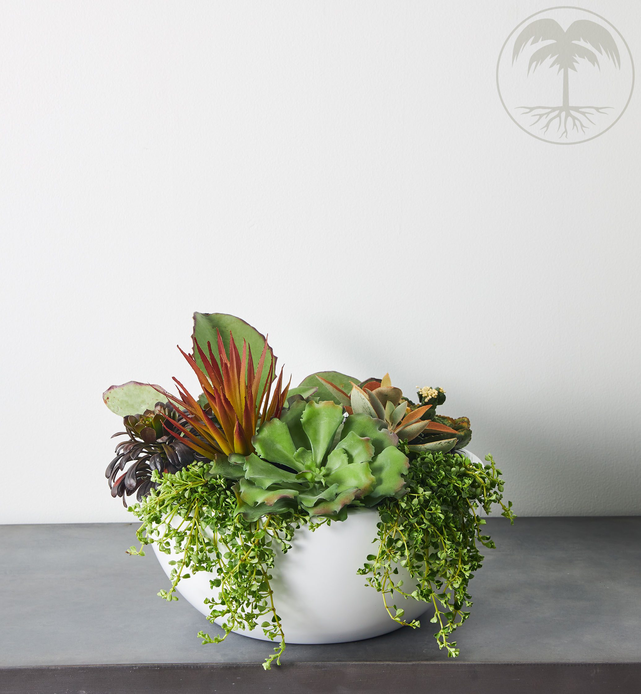 succulent bowl