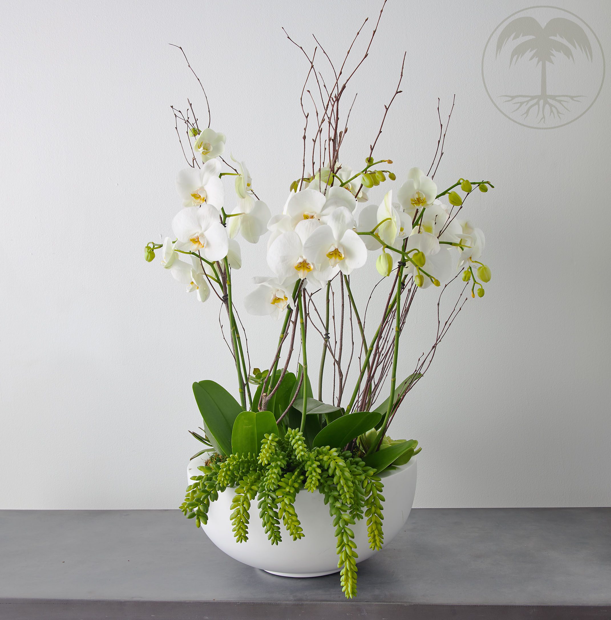 white orchid