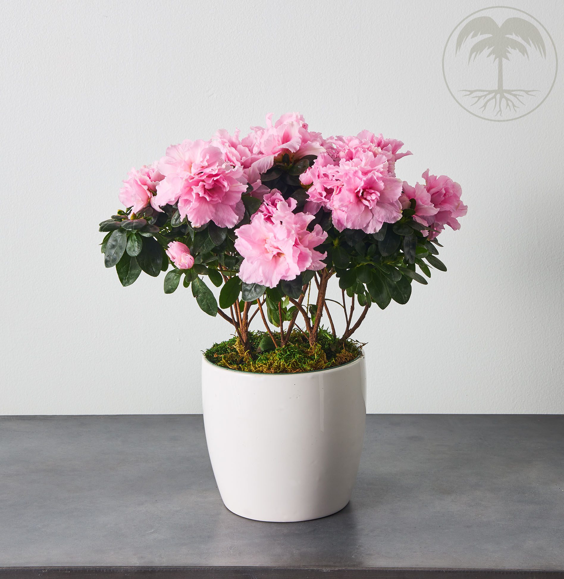azalea