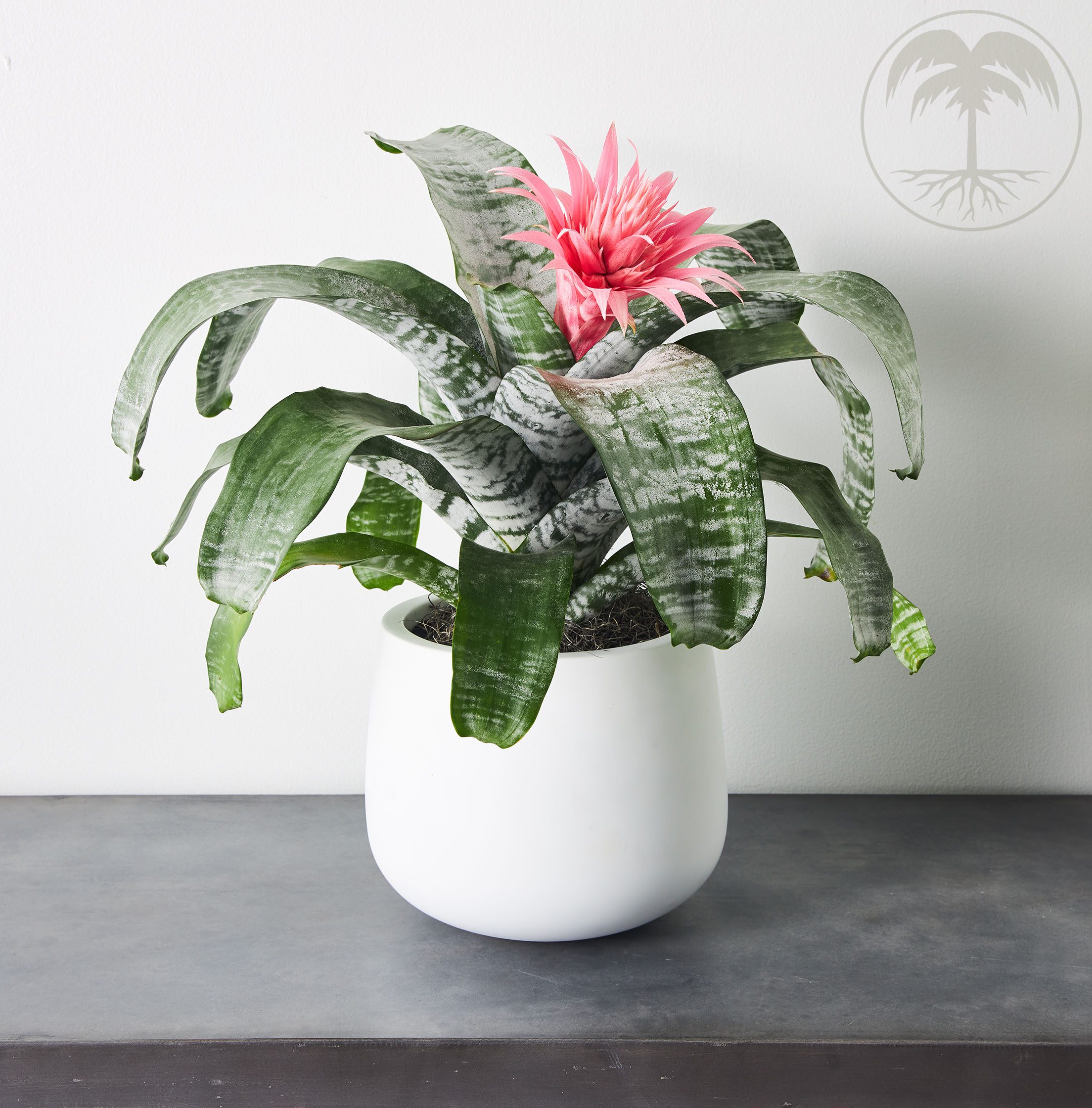 bromeliad