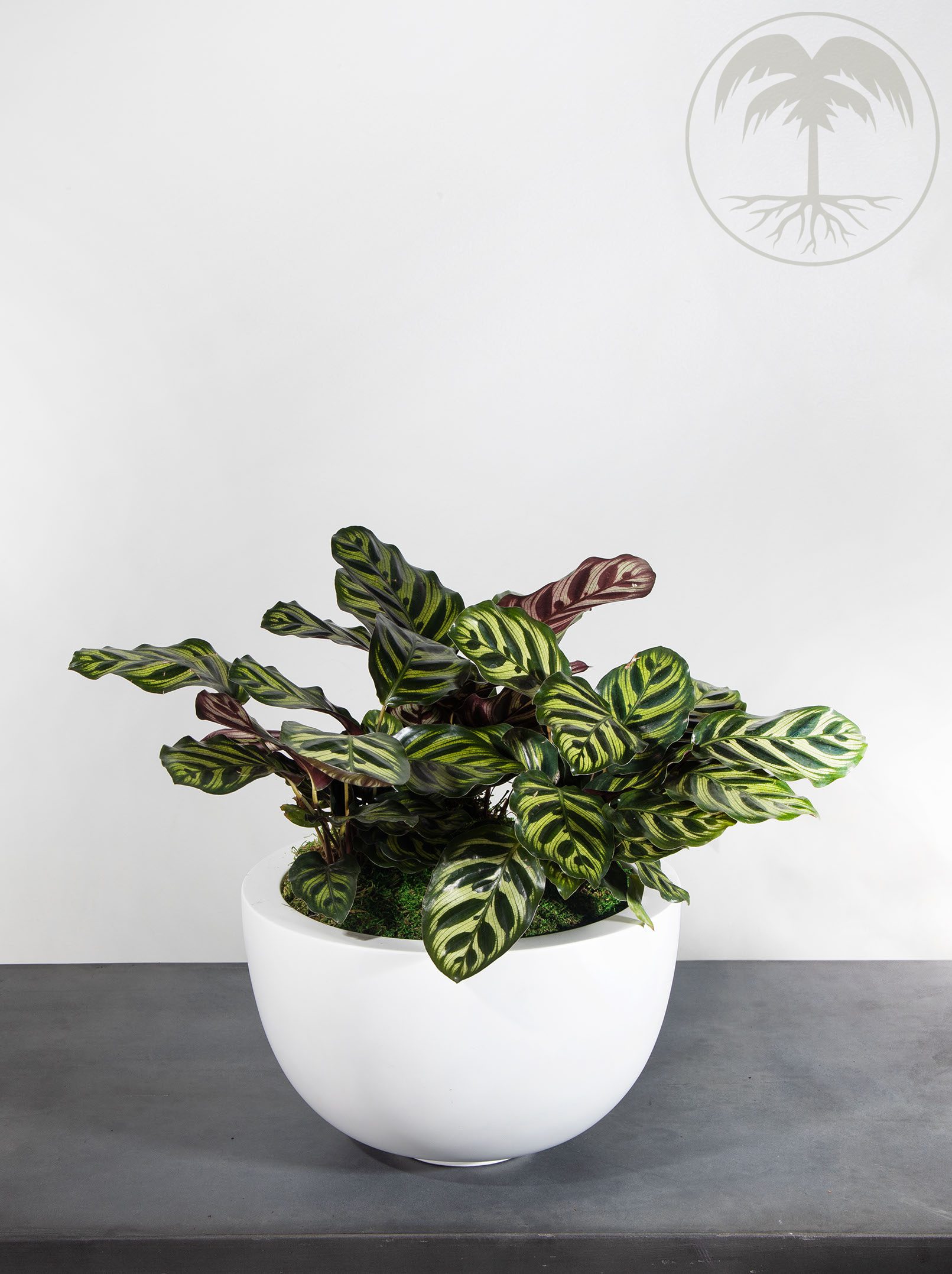 calathea