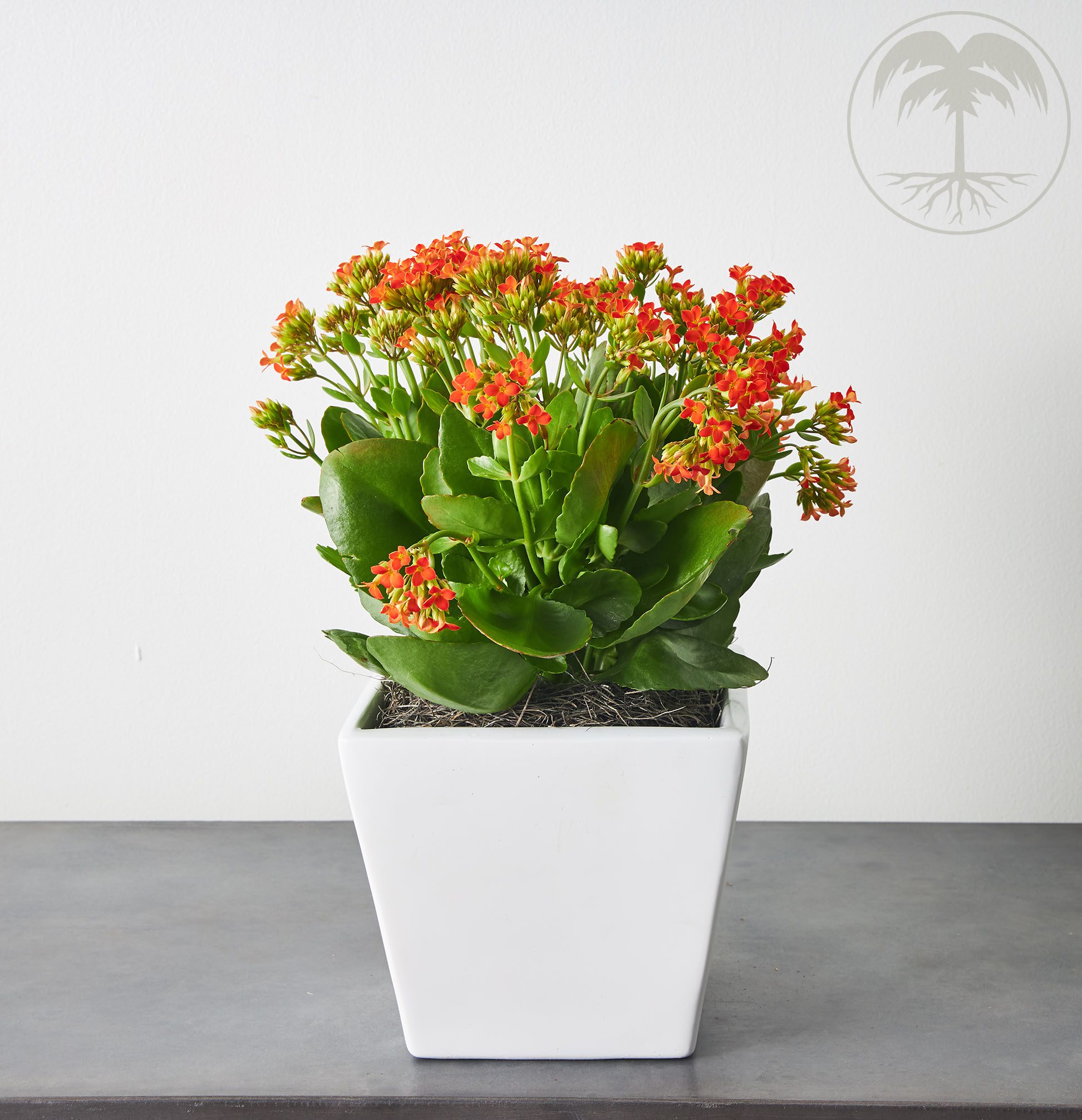 kalanchoe