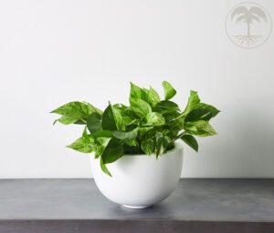 Pothos houseplant with trailing green variegated leaves in a white pot.
