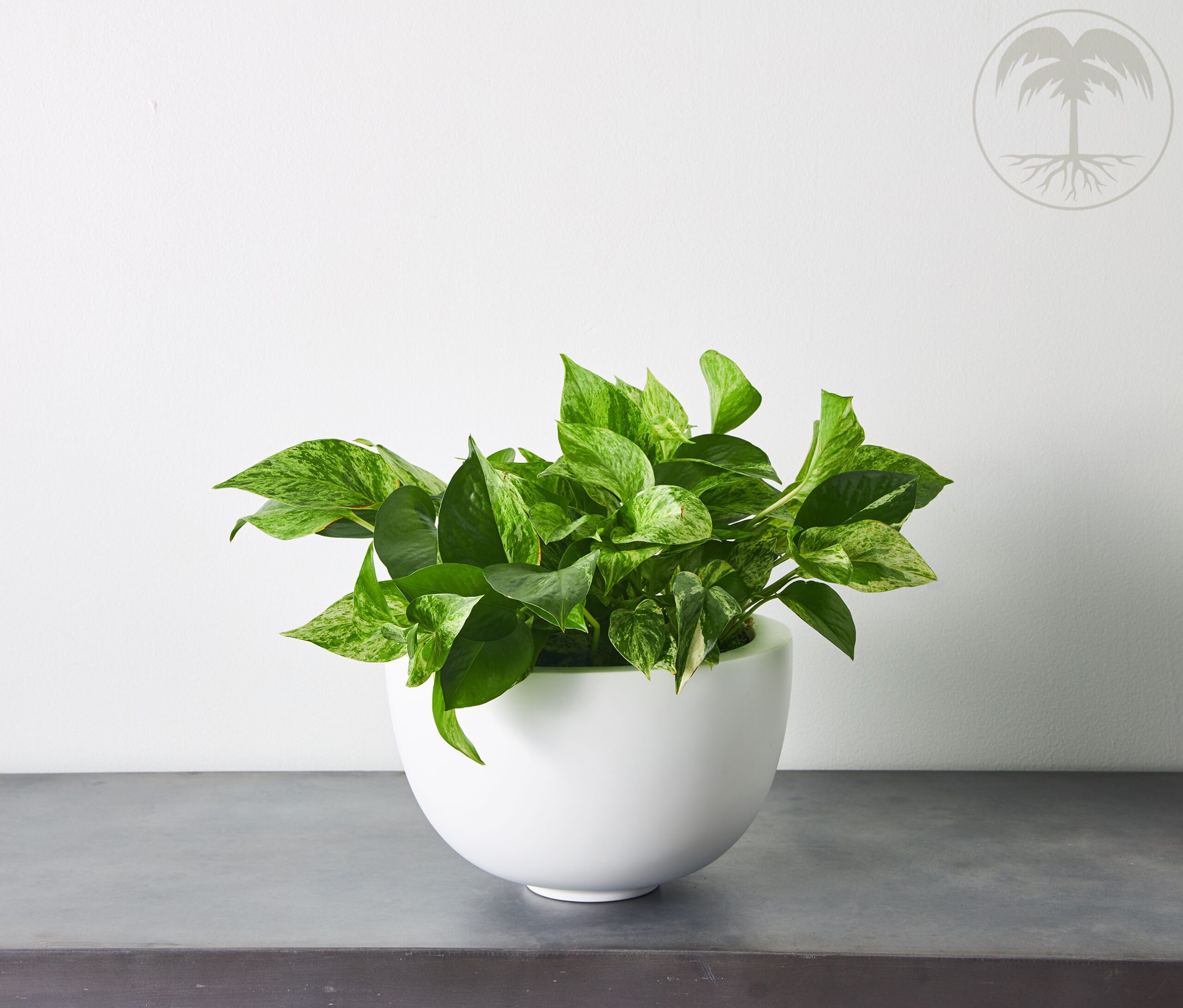 pothos