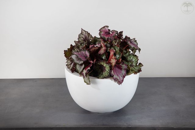 rex begonia