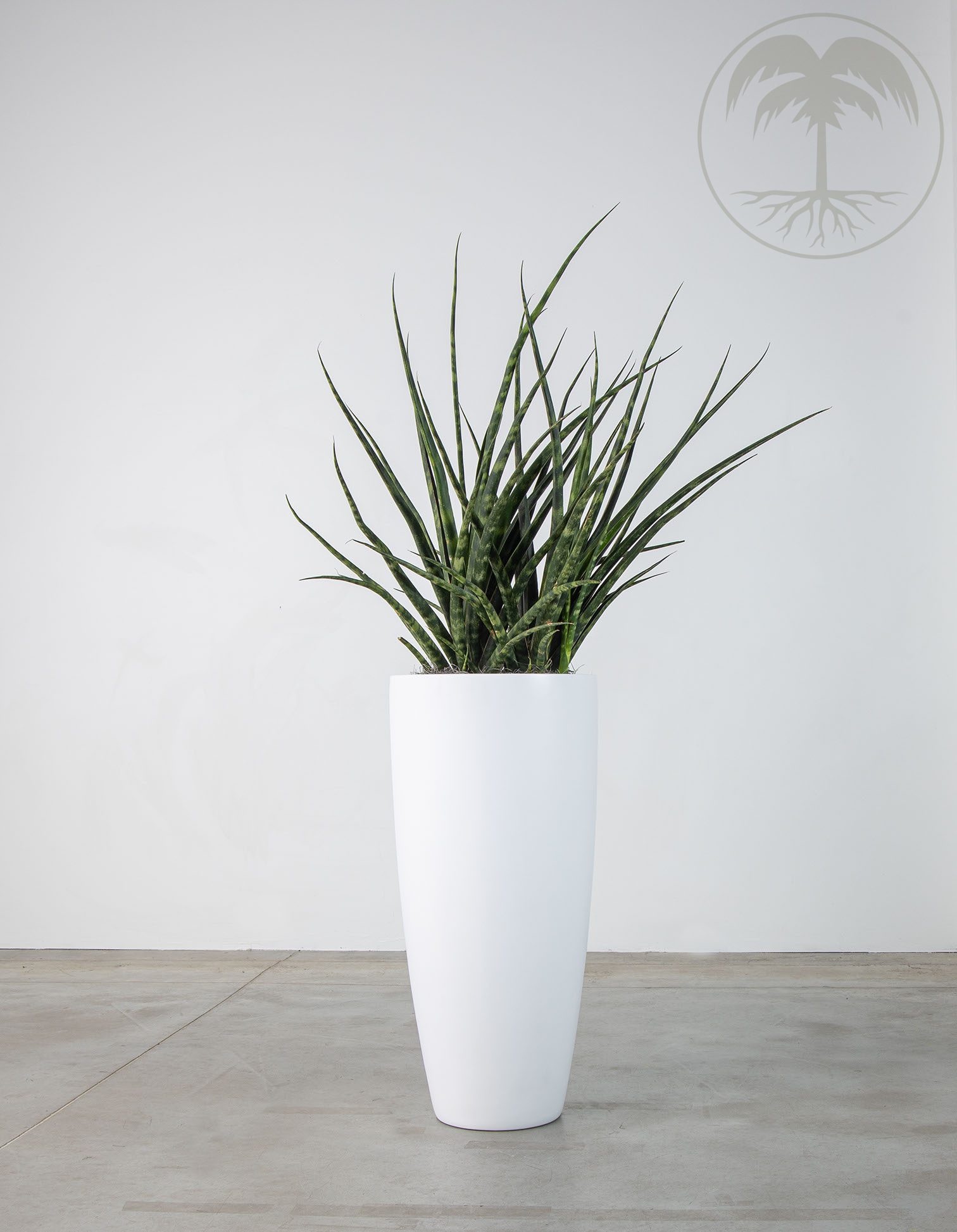 sansevieria