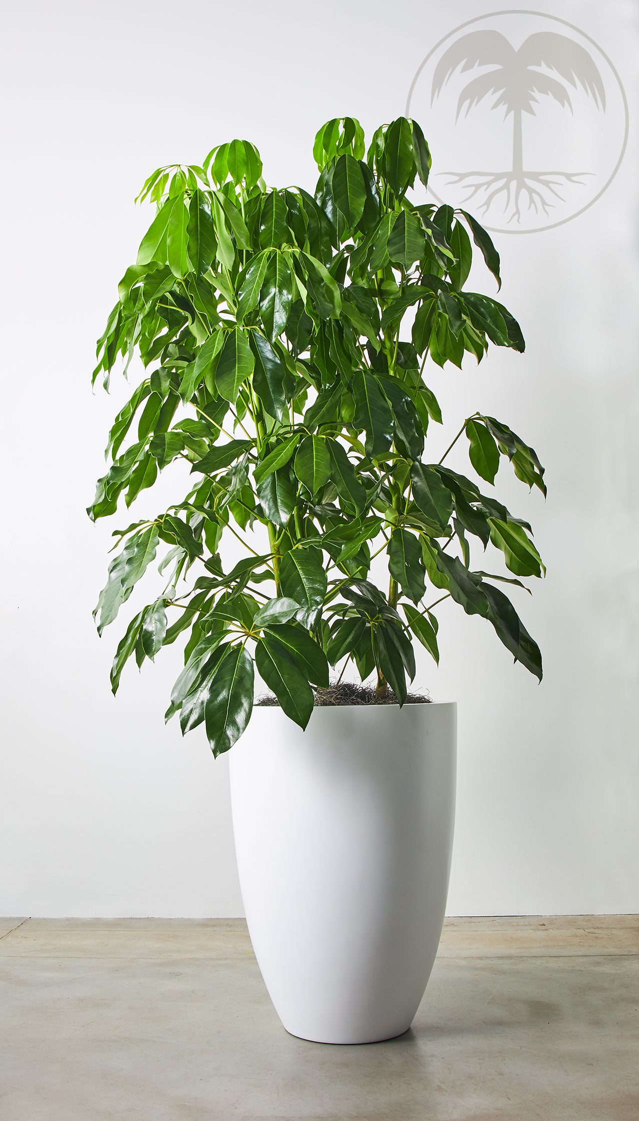 schefflera