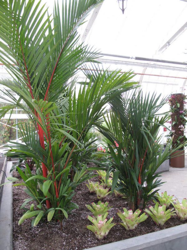 how to source tropical plants
