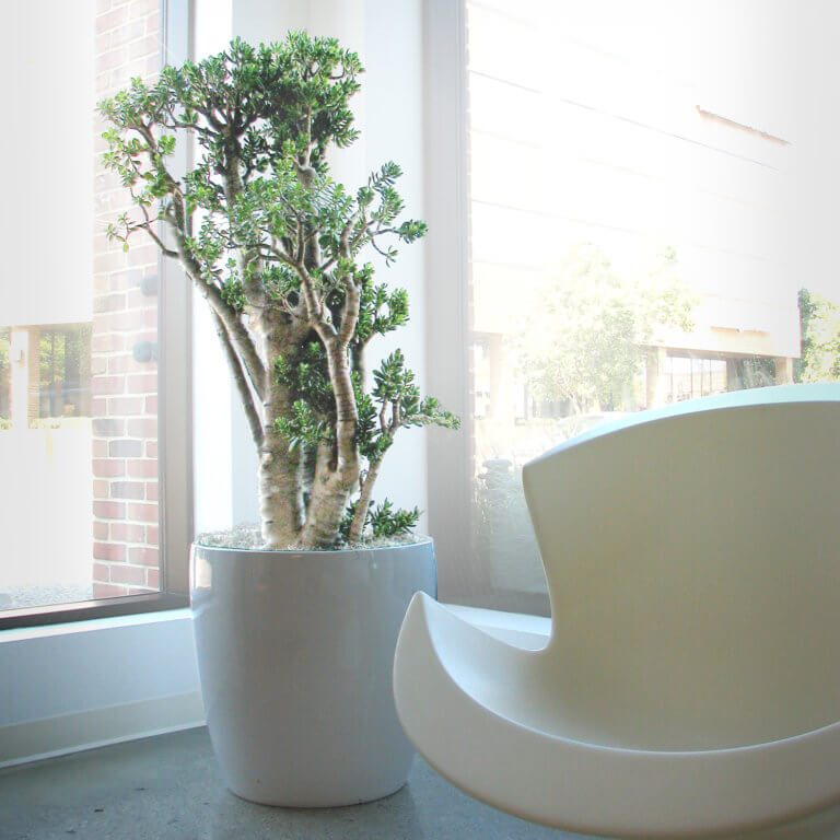 feng shui