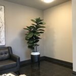 Fiddle leaf fig tree placed near office windows to support mood and workplace comfort.