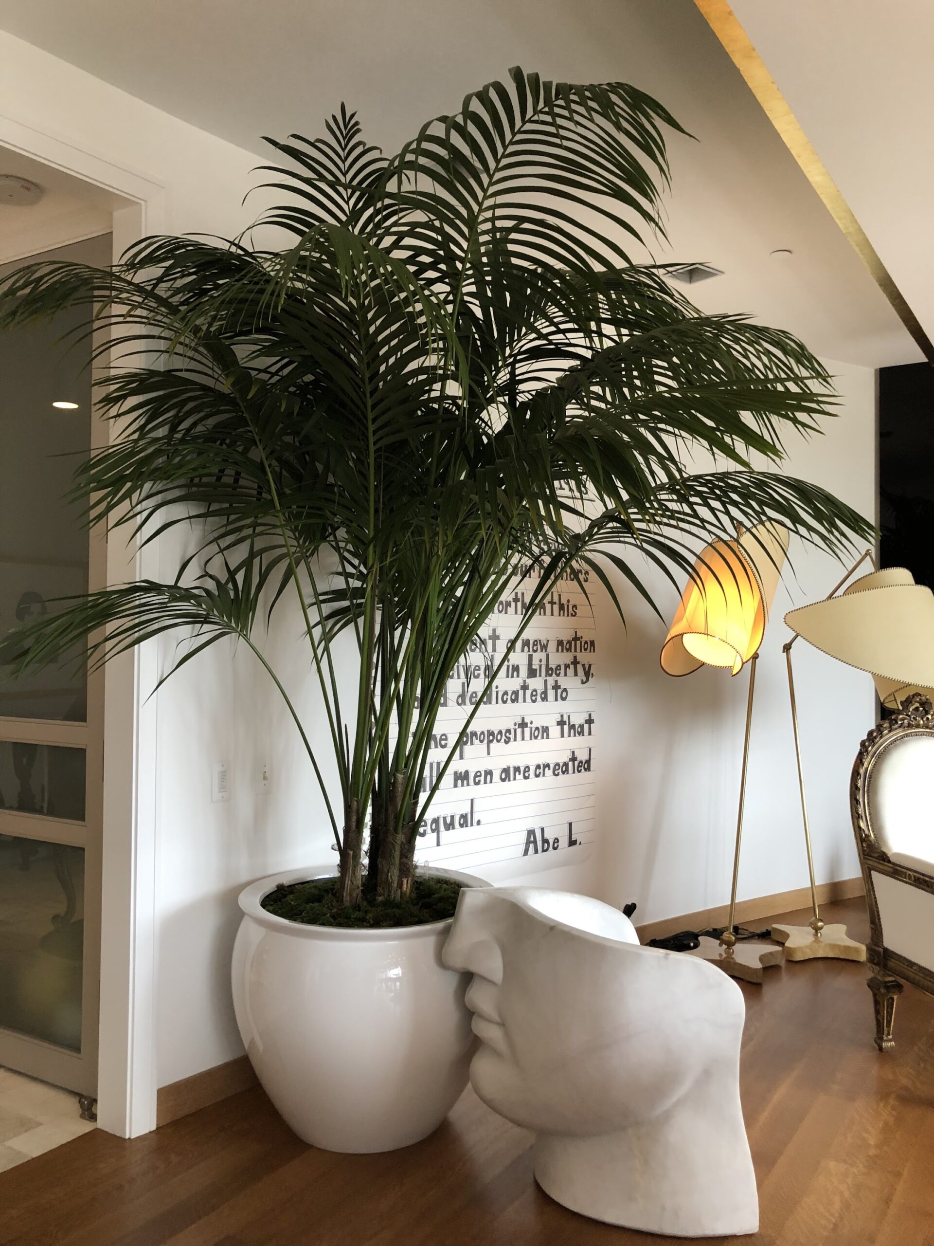 Planterra • Kentia Palm - Planterra, image size:1920x2560