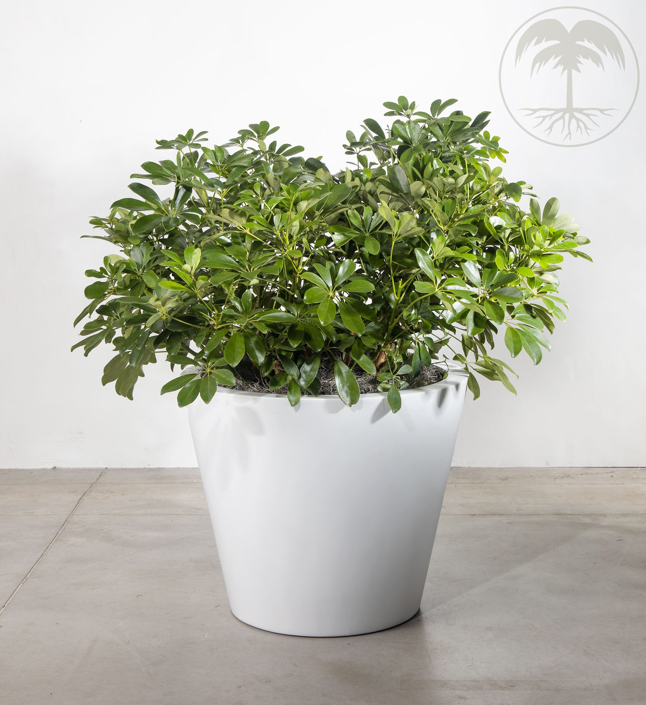 schefflera
