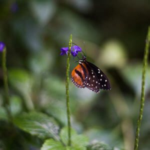250 new butterfly chrysalises are brought in, hatched, and released into the butterfly garden each week.