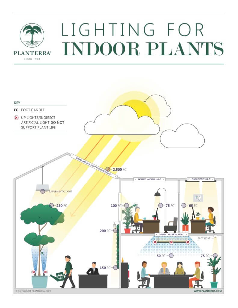 Lighting Infographic