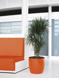 Tall indoor plant in an orange planter beside modern orange seating in a bright office.