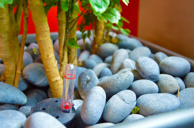 Sub-irrigation fill tube surrounded by decorative stones at the base of a potted plant.
