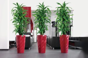 Dracena Canes