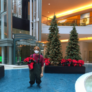 Worker holding poinsettias in a lobby with decorated Christmas trees.