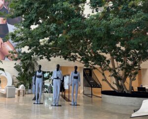 Specimen Ficus Tree at an office building in Beverly Hills California