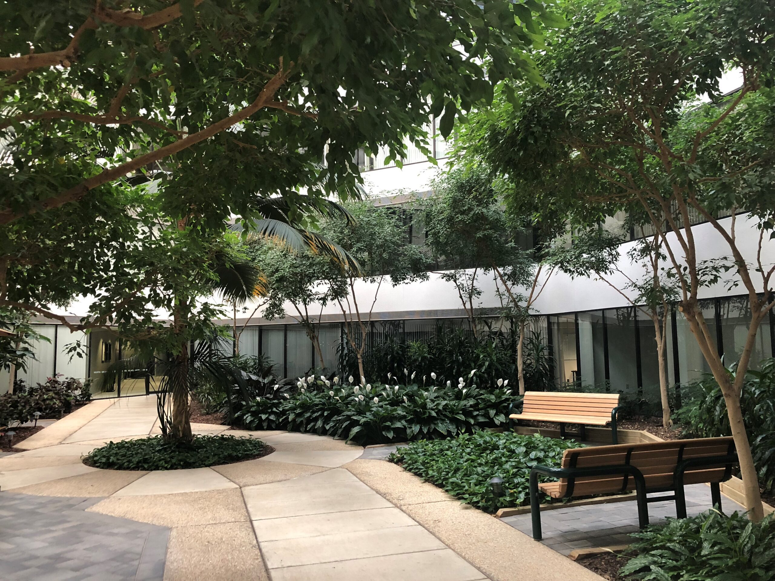 Office atrium with Ficus trees from the 1980s