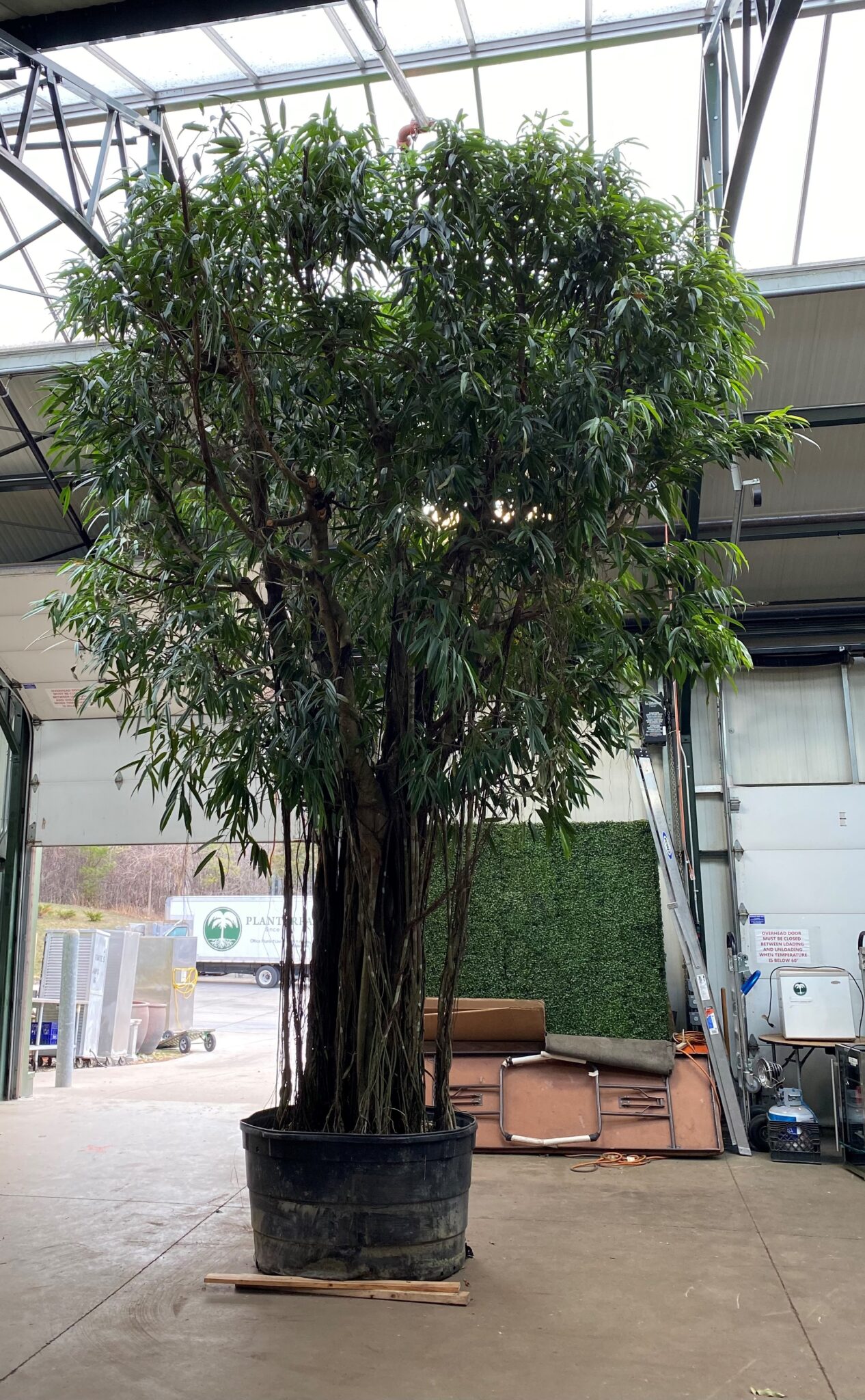 Planterra • Indoor Tree Appraisal: How to Value Legacy Trees in Buildings