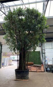 A handpicked Ficus Ali indoor tree.