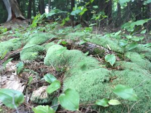 An image of moss growing in its natural habitat.