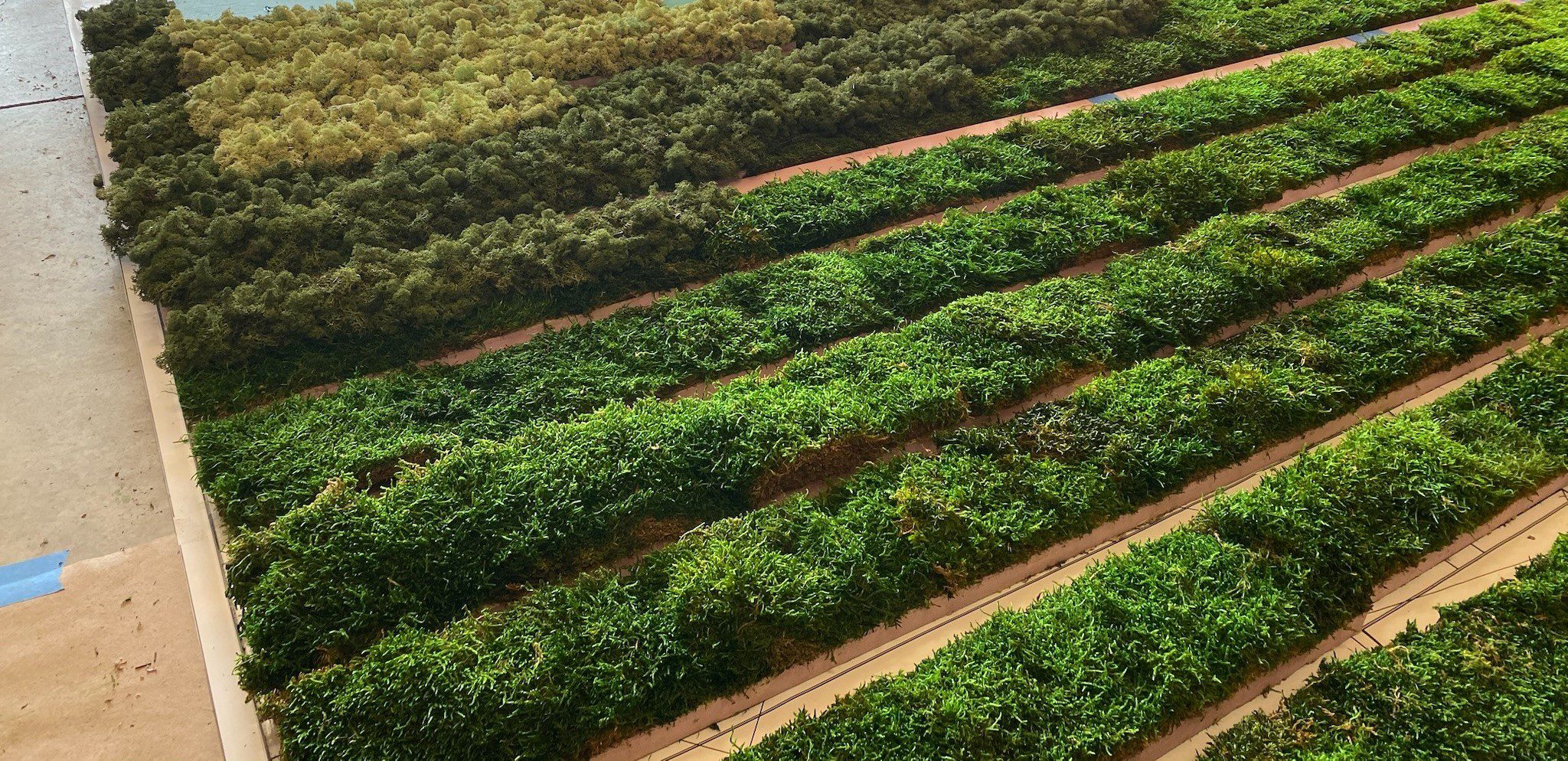 An image of moss grown in rows ready for wall panels.